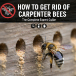 How to Get Rid of Carpenter Bees
