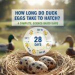 how long do duck eggs take to hatch