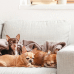 Living With Pets