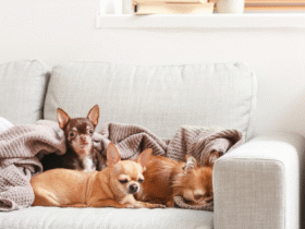 Living With Pets
