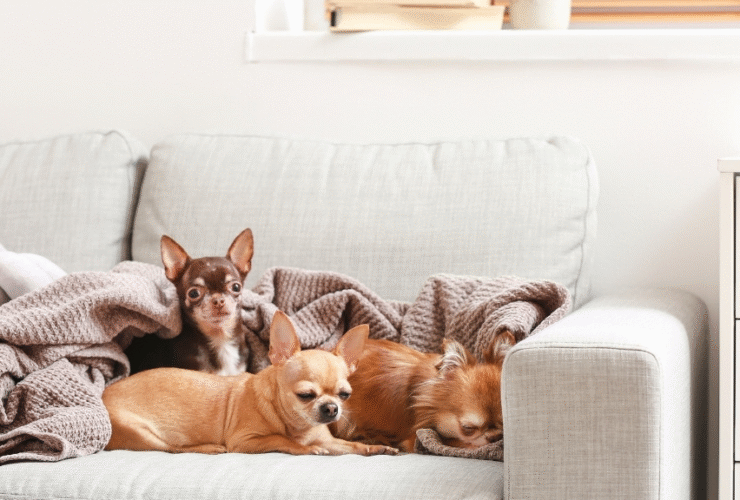 Living With Pets