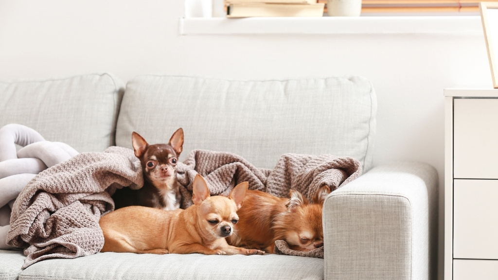 Living With Pets